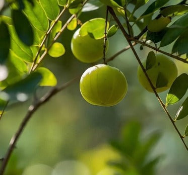 100% Chemical-Free, Natural – Kerala’s Best Hair Oil Brand